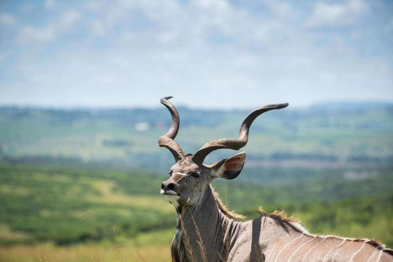 Tala Collection Game Reserve Silverton Exteriör bild