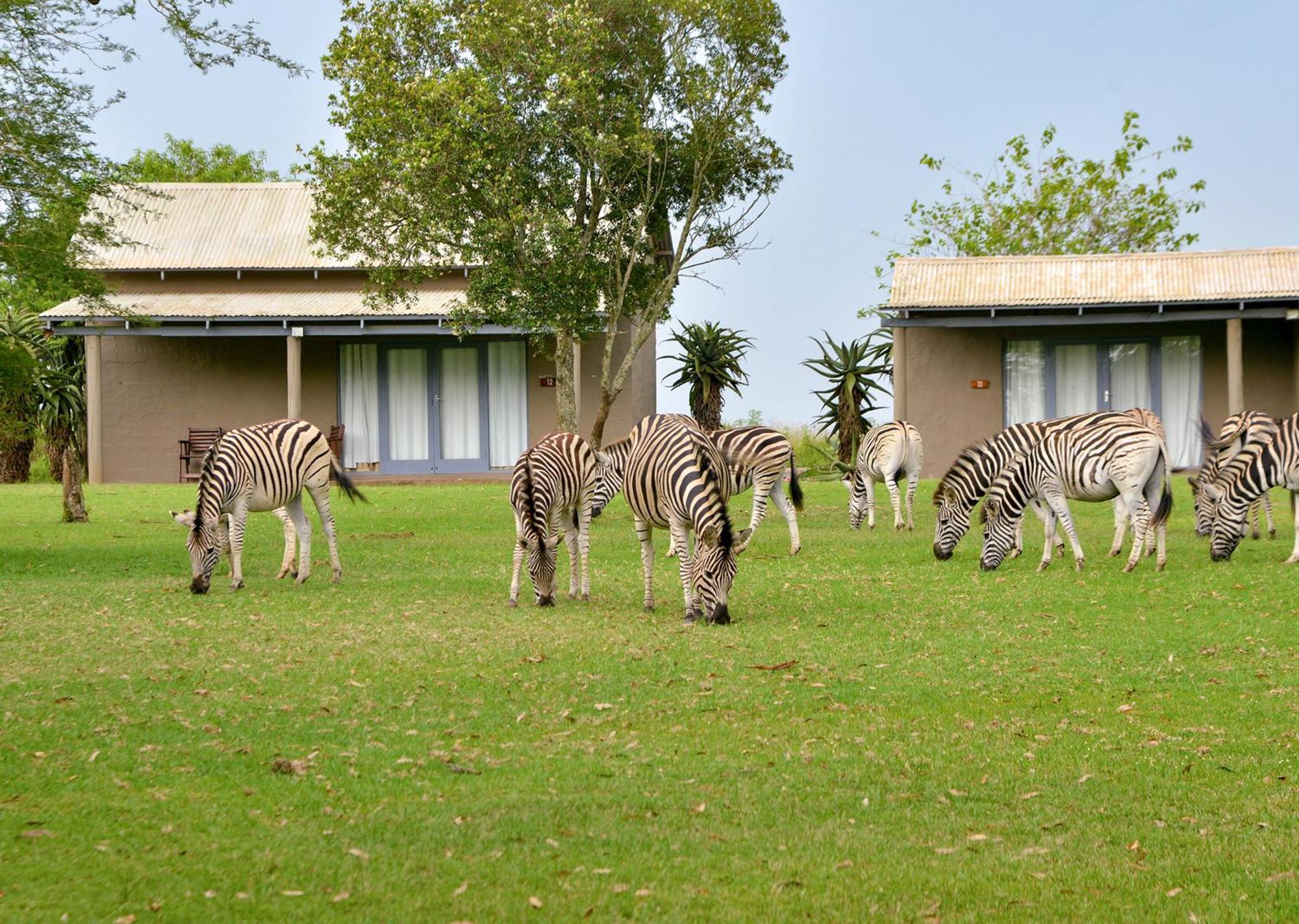Tala Collection Game Reserve Silverton Exteriör bild